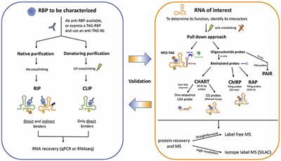 Probing Long Non-coding RNA-Protein Interactions